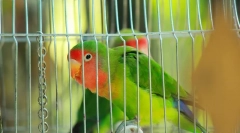 Mint a szeretet papagájának táplálása, amely szereti a szeretetet